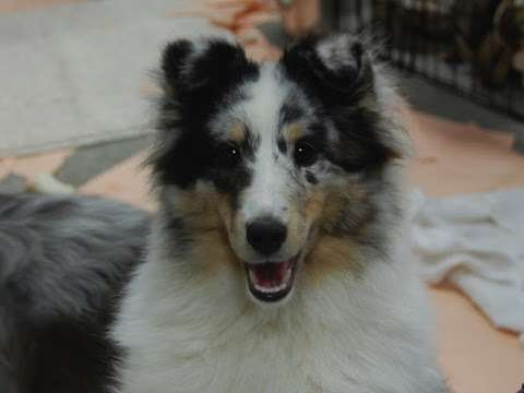 Sunnyseas Shelties